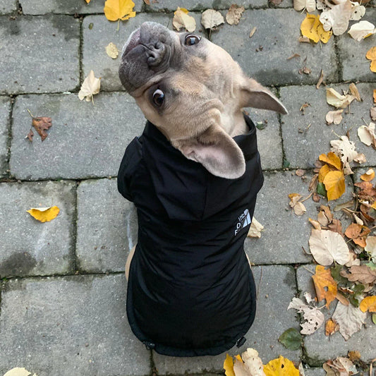 Stay Cozy and Stylish: Waterproof Warm Coat for Small Dogs and Cats – Perfect for Autumn and Winter